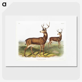 1-3_The-Viviparous-Quadrupeds_picture