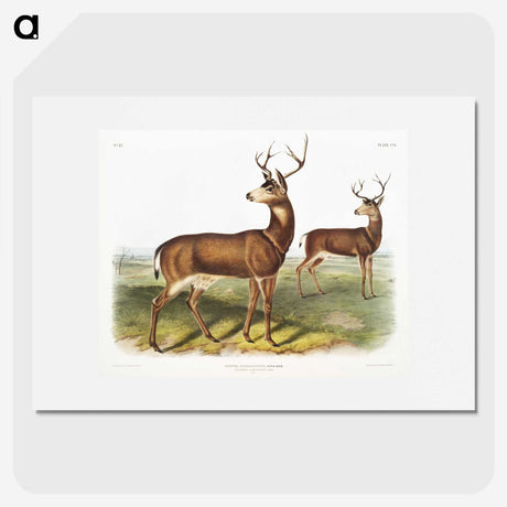 1-3_The-Viviparous-Quadrupeds_picture