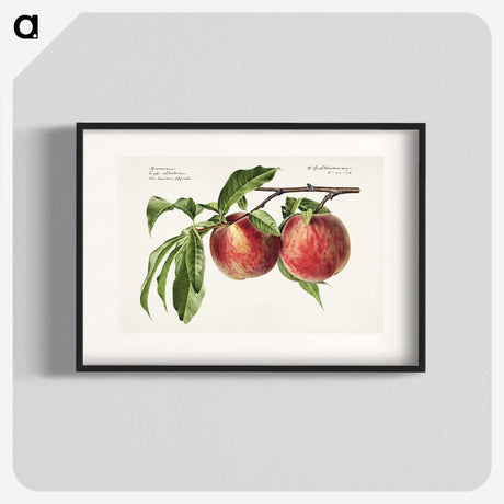 1-3_USDA-Watercolor-Fruit-Painting-Collection_blk