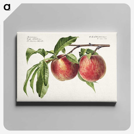 1-3_USDA-Watercolor-Fruit-Painting-Collection_canvas