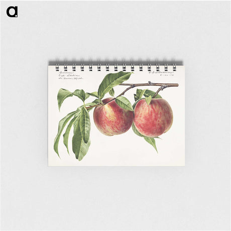 1-3_USDA-Watercolor-Fruit-Painting-Collection_memo