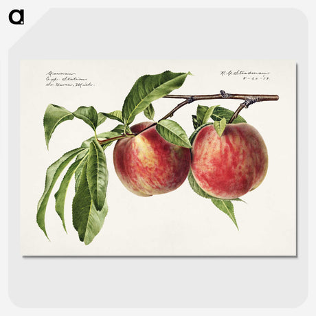 1-3_USDA-Watercolor-Fruit-Painting-Collection_picture-crop