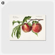 1-3_USDA-Watercolor-Fruit-Painting-Collection_postcard