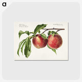 1-3_USDA-Watercolor-Fruit-Painting-Collection_postcard