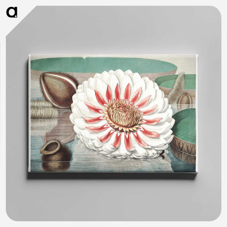 1-3_Victoria-Regia_canvas