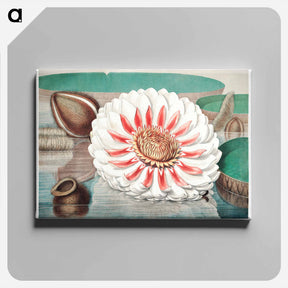 アートパネル-The Victoria Regia; or the Great Water Lily of America - ビクトリア レジア Canvas.