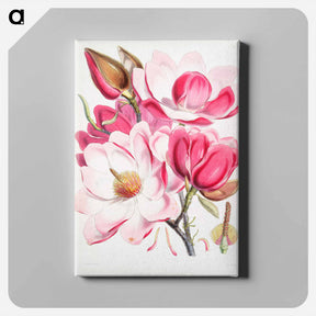 アートパネル-Campbell's magnolia - ウォルター フッド フィッチ Canvas.