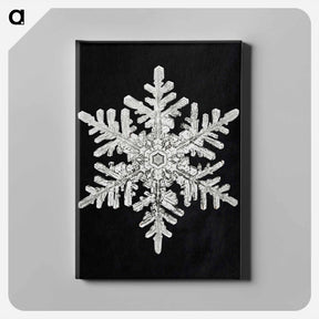 アートパネル-Wilson Bentley's Snowflake 1152 - ウィルソン ベントレー Canvas.