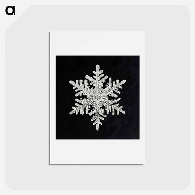 アートポストカード-Wilson Bentley's Snowflake 1152 - ウィルソン ベントレー Postcard.
