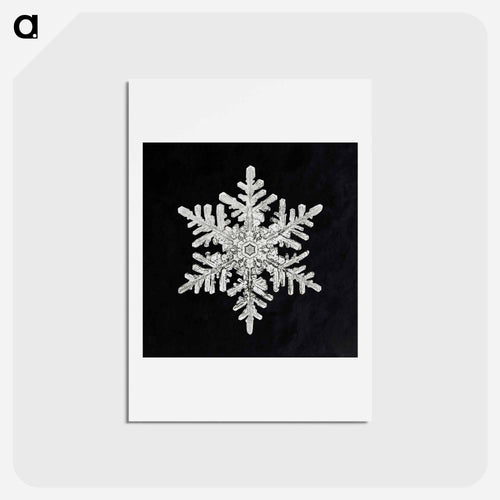 Wilson Bentley's Snowflake 1152 - ウィルソン ベントレー Postcard.