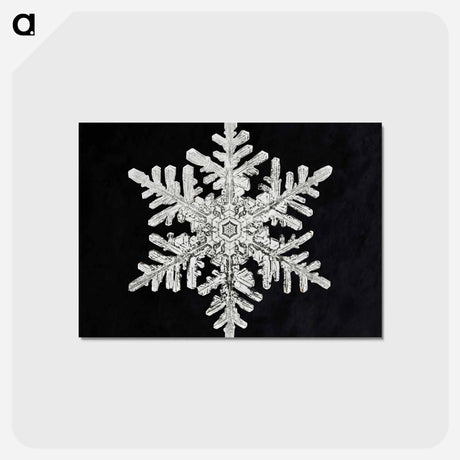アートポストカード-Wilson Bentley's Snowflake 1152 - ウィルソン ベントレー Postcard.