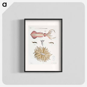 アートポスター-Different types of Squids - ニューヨークの動物学 Poster.
