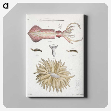 1-3_Zoology-of-New-York_canvas