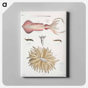 アートパネル-Different types of Squids - ニューヨークの動物学 Canvas.