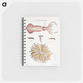 アートメモ帳-Different types of Squids - ニューヨークの動物学 Memo.