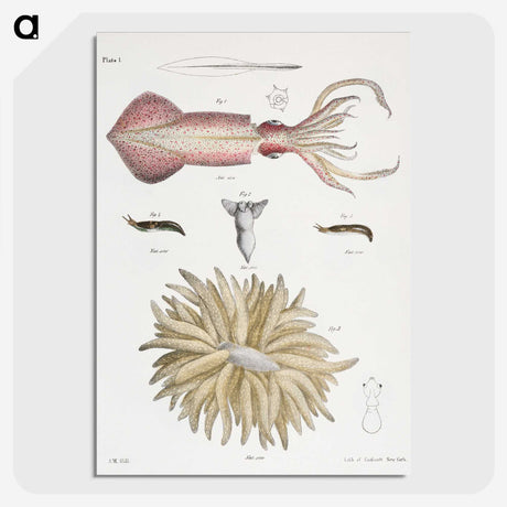 1-3_Zoology-of-New-York_picture-crop