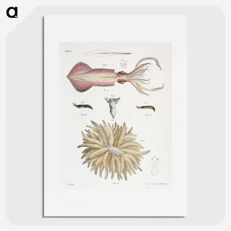 1-3_Zoology-of-New-York_picture