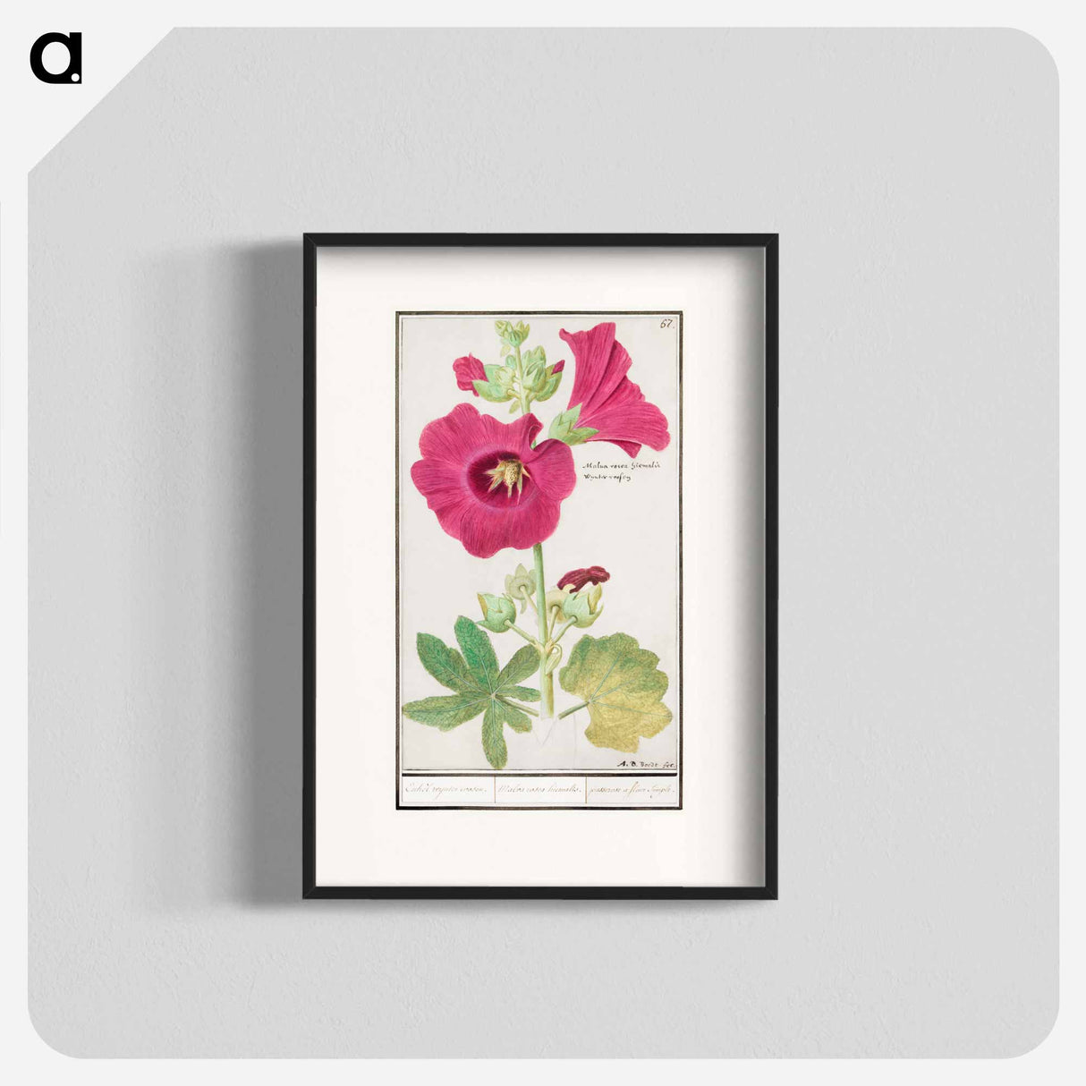 Hollyhock - アンセルムス ボエティウス デ ブート Poster.