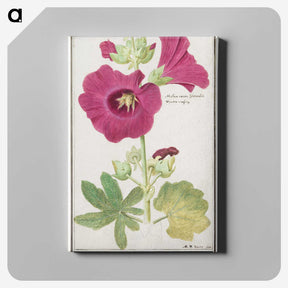 1-40_Anselmus-Boetius-de-Boodt_canvas