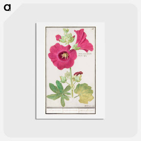 アートポストカード-Hollyhock - アンセルムス ボエティウス デ ブート Postcard.