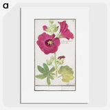 1-40_Anselmus-Boetius-de-Boodt_picture