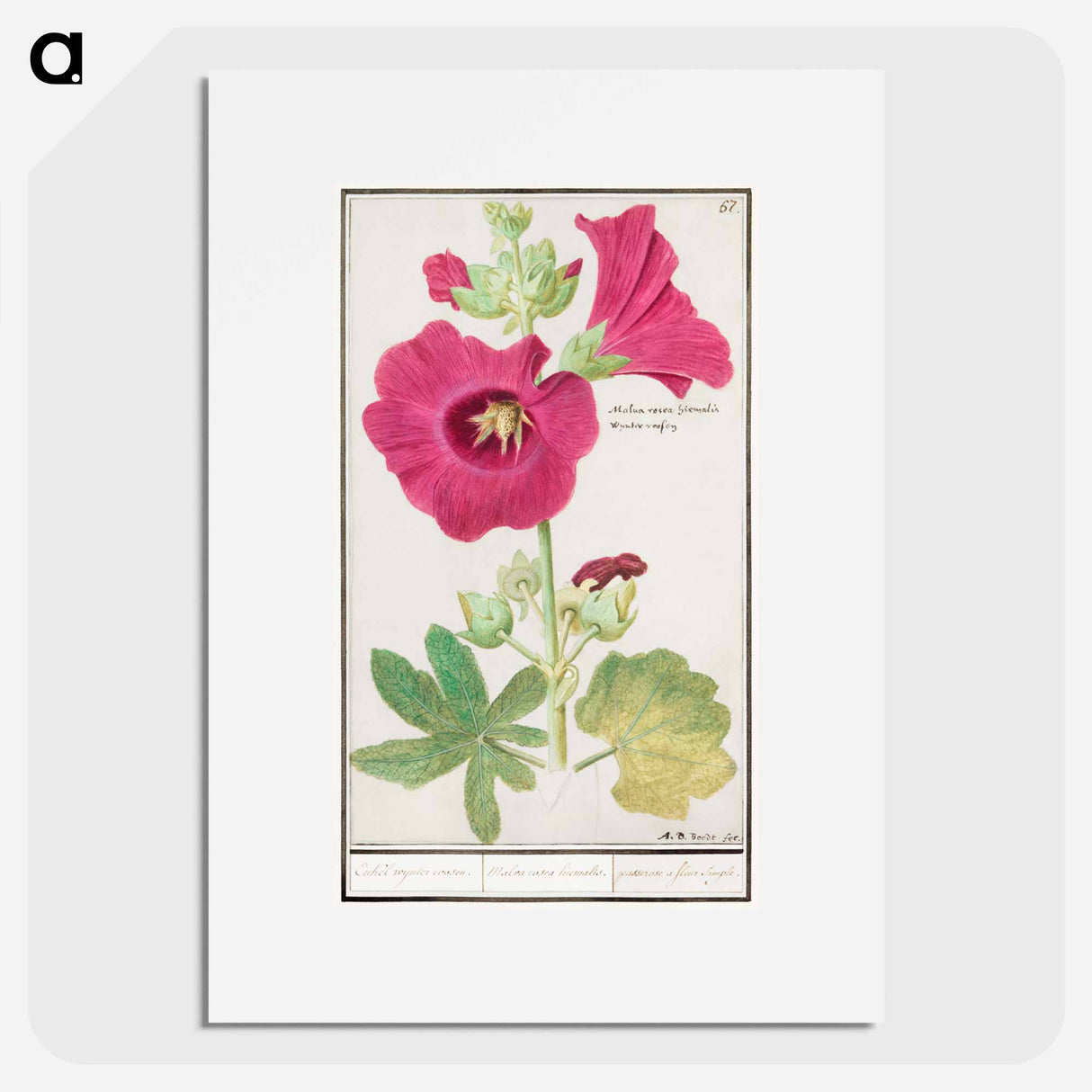 Hollyhock - アンセルムス ボエティウス デ ブート Poster.