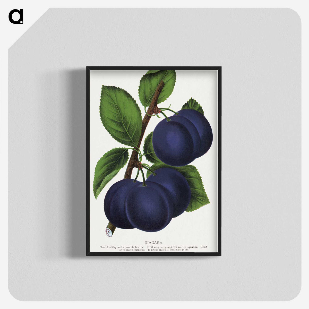 1-40_Botanical-Specimen-Plates_blk-crop