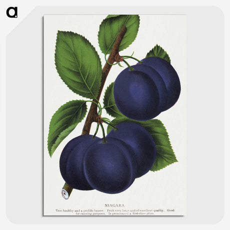 1-40_Botanical-Specimen-Plates_picture-crop