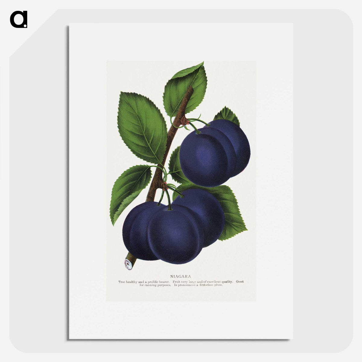 1-40_Botanical-Specimen-Plates_picture