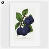 1-40_Botanical-Specimen-Plates_picture