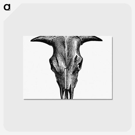 アートポストカード-Animal Bone Illustration
 - 大英図書館 Postcard.