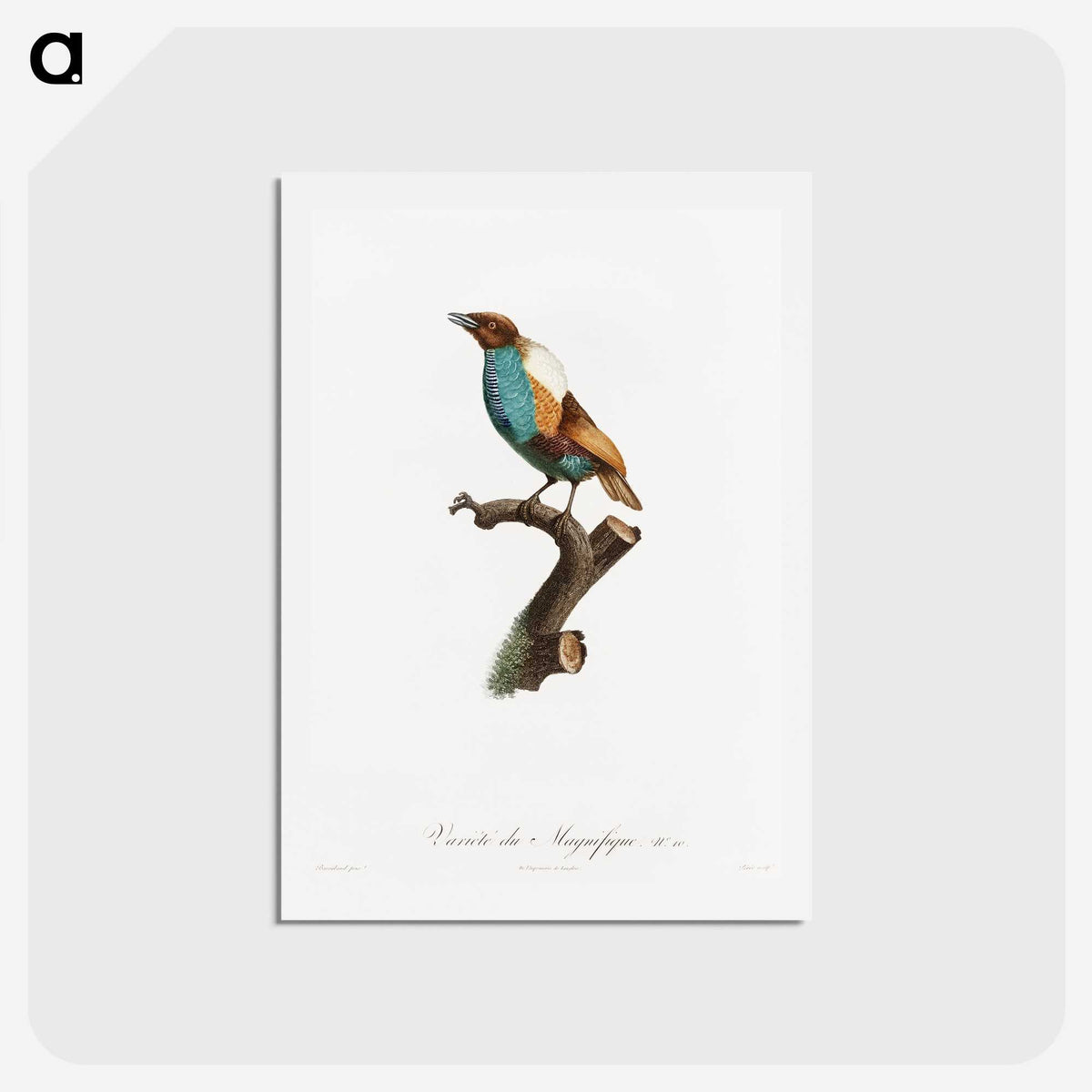 1-40_Des-Oiseaux-de-Paradis_hagaki
