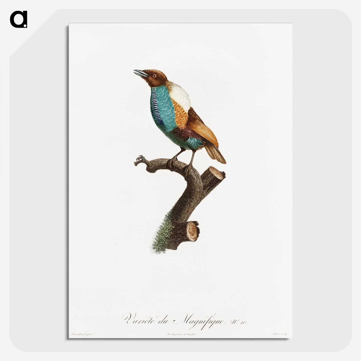 1-40_Des-Oiseaux-de-Paradis_picture-crop