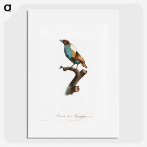 1-40_Des-Oiseaux-de-Paradis_picture
