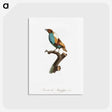 1-40_Des-Oiseaux-de-Paradis_postcard