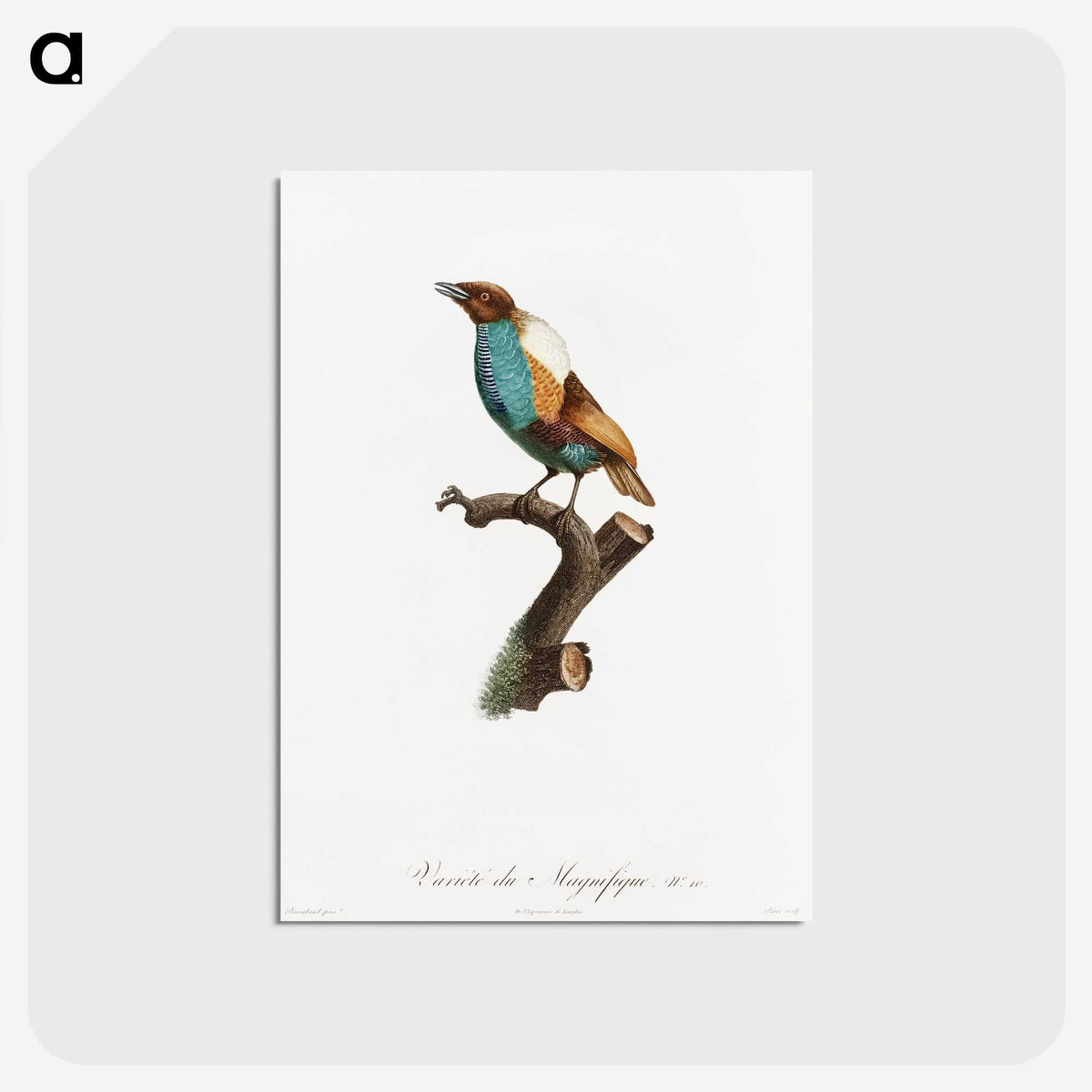 1-40_Des-Oiseaux-de-Paradis_postcard