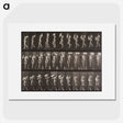 1-40_Eadweard-Muybridge_picture