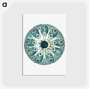 1-40_Ernst-Haeckel_postcard