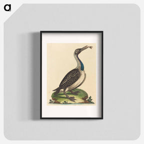 アートポスター-Black and White Water-Fowl with Blue Throat
 - ジョージ エドワーズ Poster.