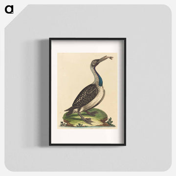 Black and White Water-Fowl with Blue Throat
 - ジョージ エドワーズ Poster.