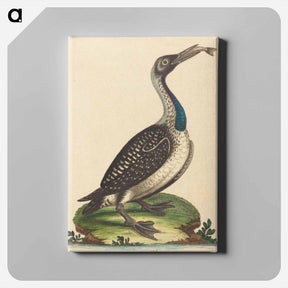 アートパネル-Black and White Water-Fowl with Blue Throat
 - ジョージ エドワーズ Canvas.