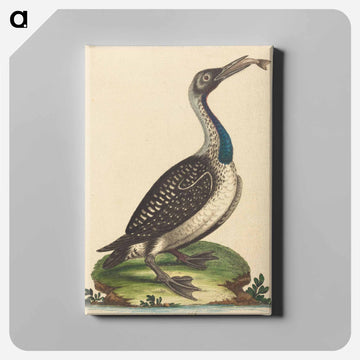 Black and White Water-Fowl with Blue Throat
 - ジョージ エドワーズ Canvas.