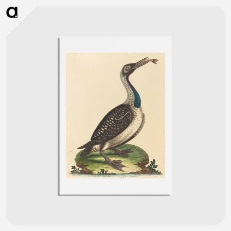 アートポストカード-Black and White Water-Fowl with Blue Throat
 - ジョージ エドワーズ Postcard.