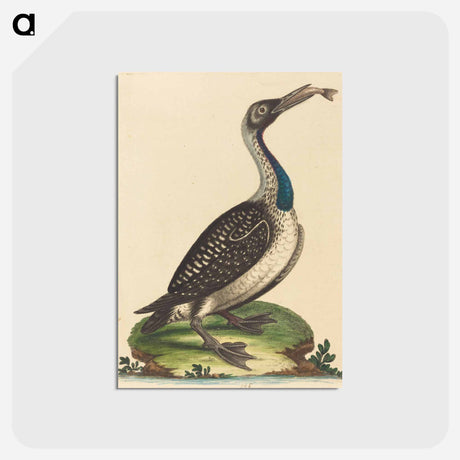 アートポストカード-Black and White Water-Fowl with Blue Throat
 - ジョージ エドワーズ Postcard.
