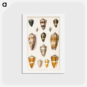 アートポストカード-Shell Collection
 - ゴールドスミスの生き生きとした自然 Postcard.