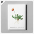 1-40_Histoire-des-Plantes-Grasses_canvas