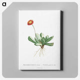 1-40_Histoire-des-Plantes-Grasses_canvas