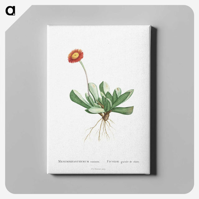 1-40_Histoire-des-Plantes-Grasses_canvas