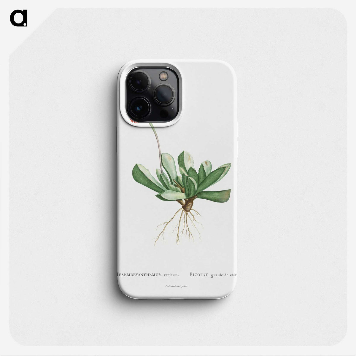 1-40_Histoire-des-Plantes-Grasses_phone