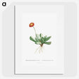 1-40_Histoire-des-Plantes-Grasses_picture